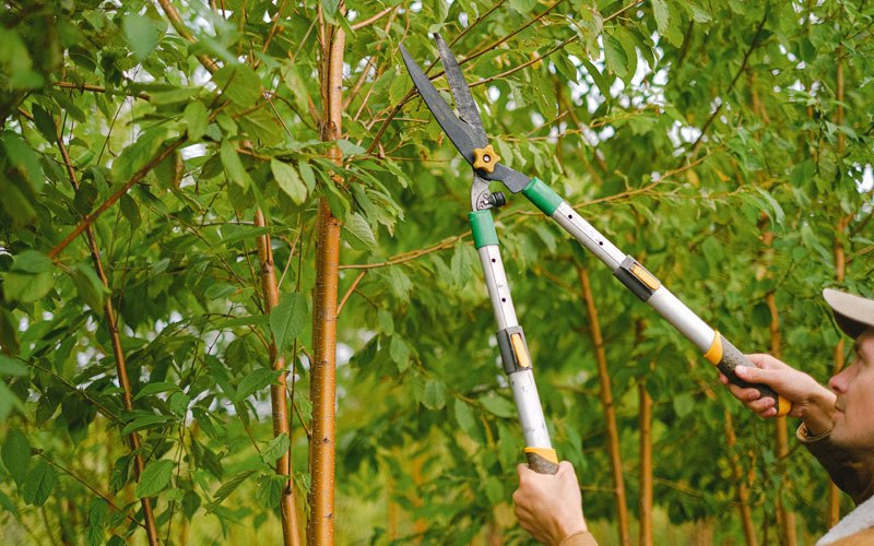 Tree trimming in Shedd, OR